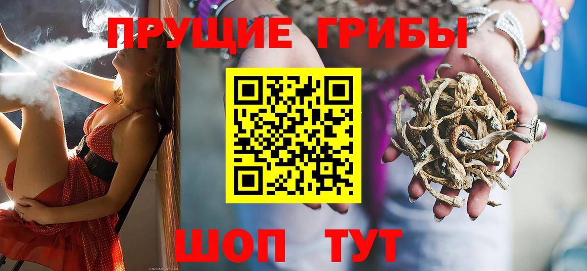Галлюциногенные грибы Psilocybe Малгобек